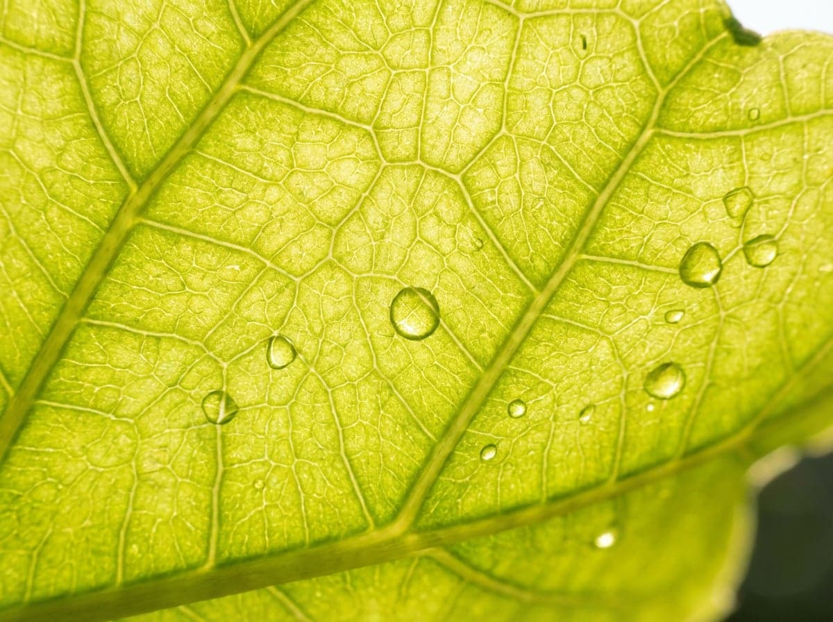 Topaz Video Upscale example 6